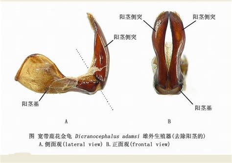 狼的生殖器